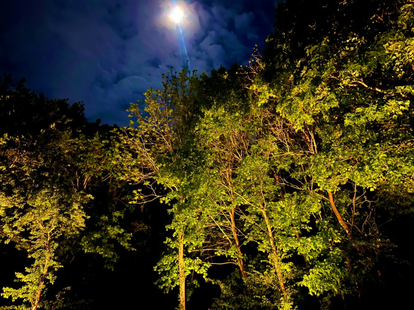 Tree lighting installation with dramatic uplighting beneath a night sky