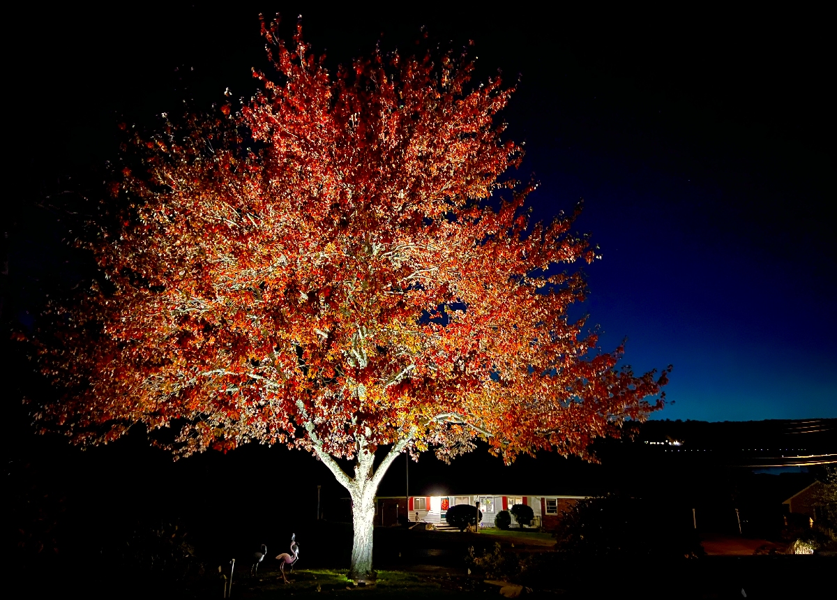 NightView Outdoor Lighting backyard lighting installation featuring dramatic uplighting on a mature autumn tree for stunning nighttime curb