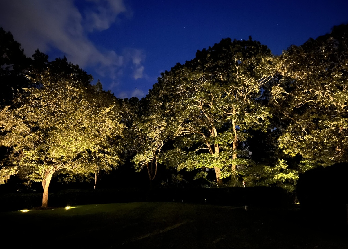 Uplighting technique highlighting mature trees against a twilight sky
